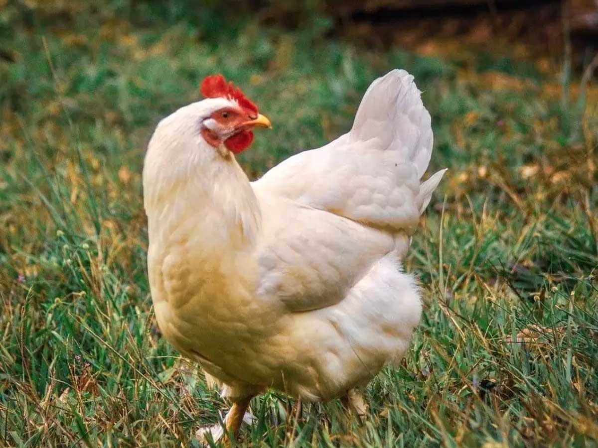 Показники продуктивності бройлерів кросу Cobb 500: детальна таблиця та нормативи вирощування