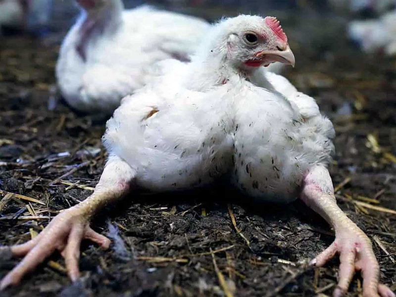 Дефіцит чи хвороба? Розбираємося, чому курчата падають на ноги