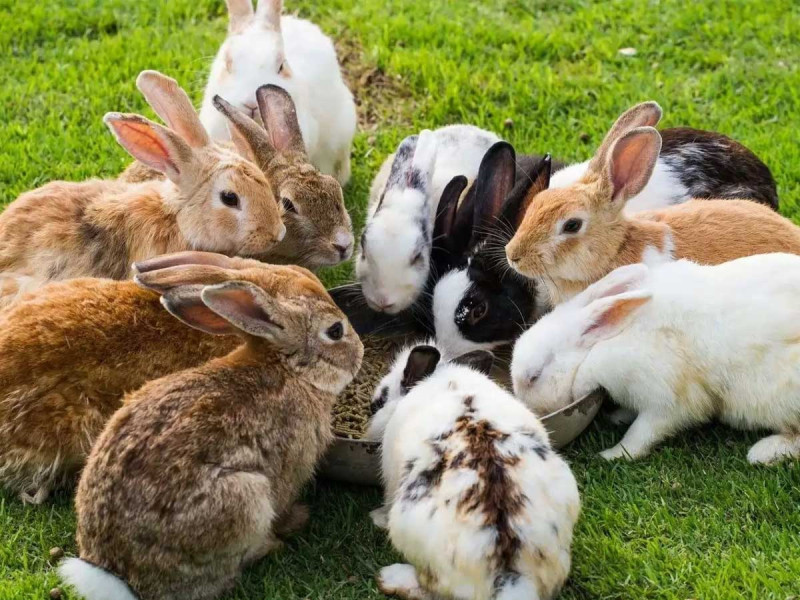 Як визначають енергетичну цінність корму
