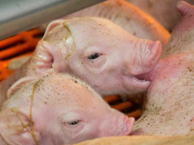 Як забезпечити максимальний приріст і здоров'я для поросят на заміннику цільного молока