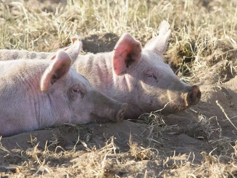 Ідентифікація бліх та вошей і найкращі засоби лікування