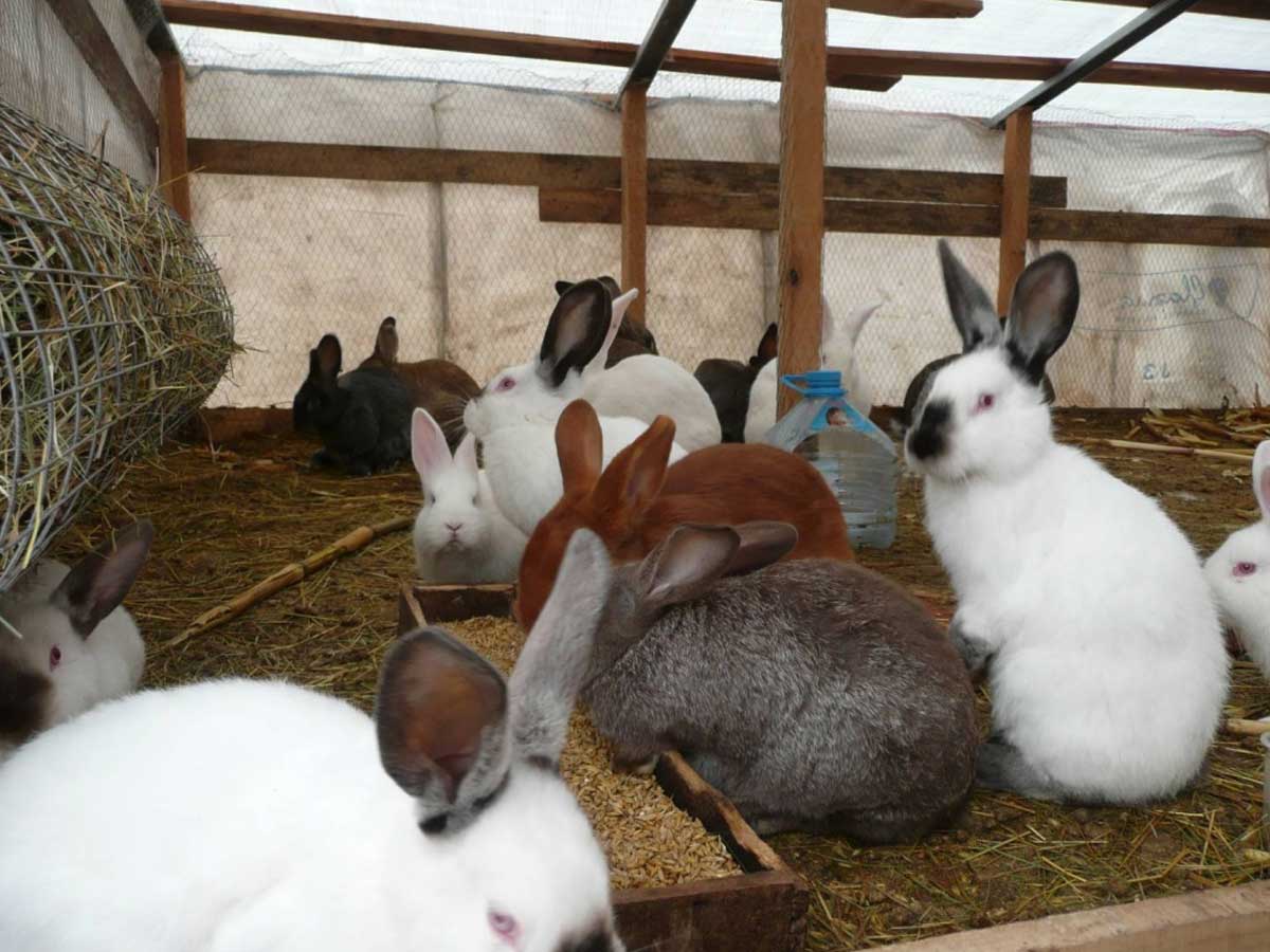 Інтенсивне кролівництво: як підвищити продуктивність господарства