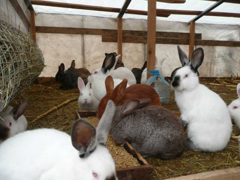 Інтенсивне кролівництво: як підвищити продуктивність господарства