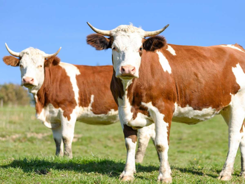 Кальцій і фосфор: основа здоров’я та продуктивності корів