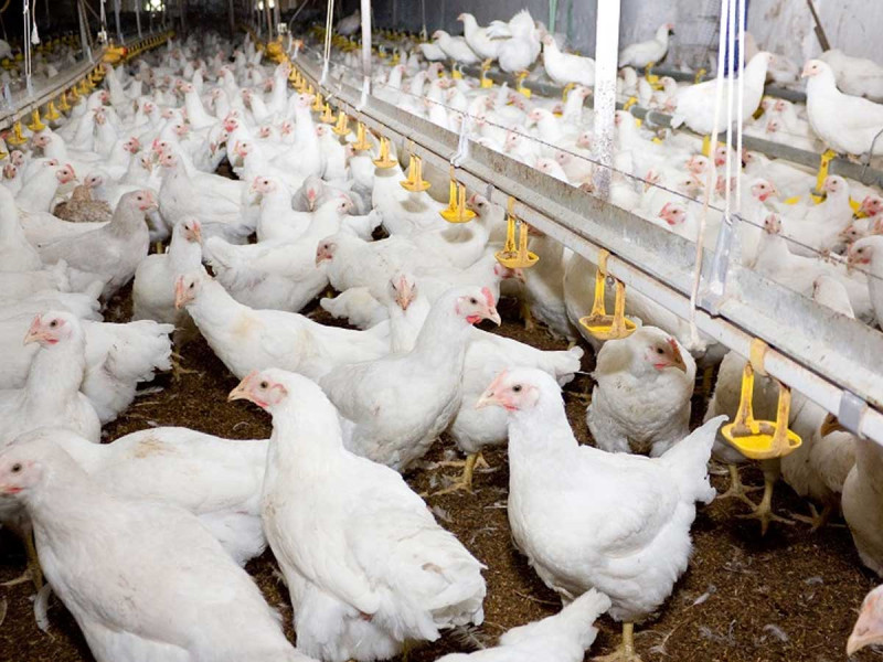 Повноцінне харчування: як комбікорми впливають на продуктивність курей та методи їх використання