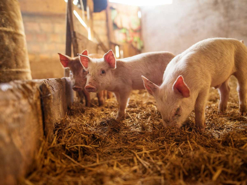 Прибуткове свинарство: як успішно розводити свиней вдома